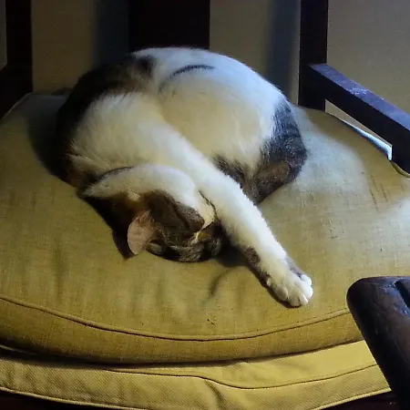 Bed & Breakfast Olimpo 3*